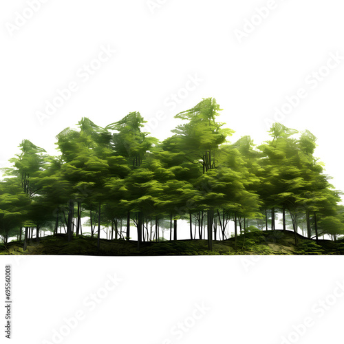 Forest and foliage isolated on transparent background, cut out, png