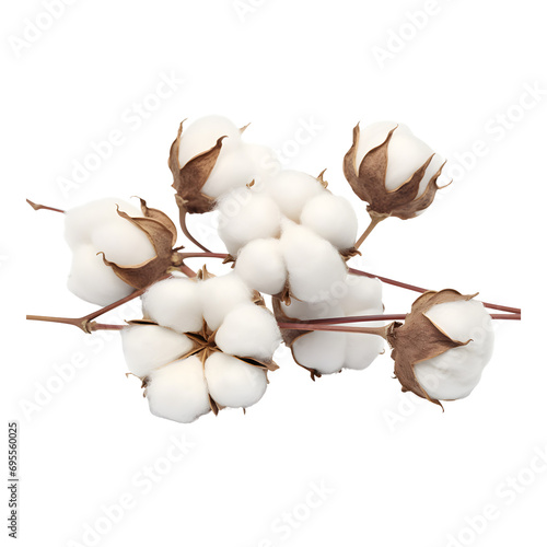 Cotton branch isolated on transparent background, cut out, png