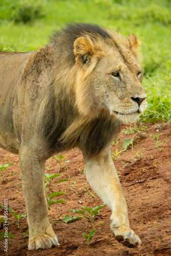 Lion animal in the wild during a Safari in Kenya  africa in masai mara national park 
