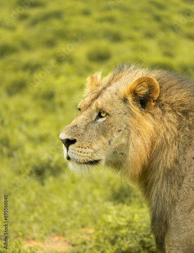 Fototapeta Naklejka Na Ścianę i Meble -  Lion animal in the wild during a Safari in Kenya, africa in masai mara national park,