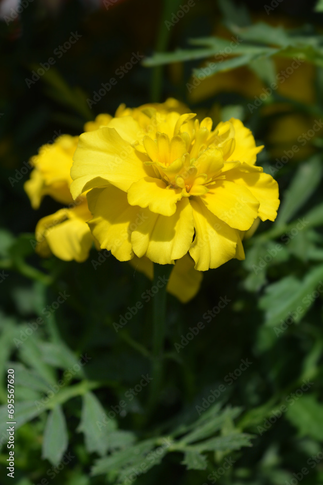 French marigold Bonanza Yellow flowers French marigold Bonanza Yellow flowers