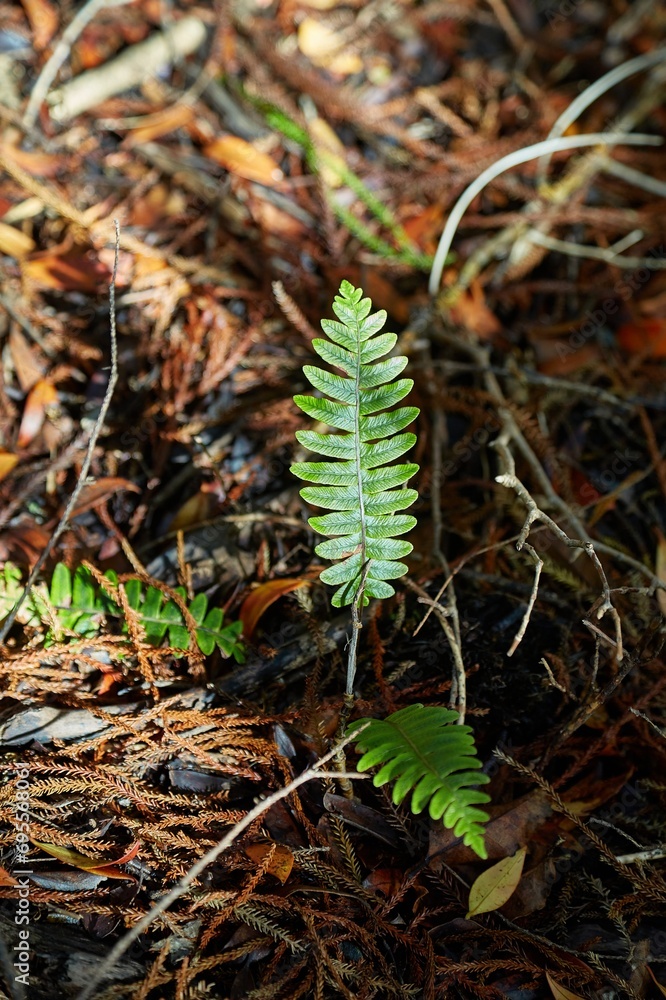 Small fern plants emerging from soil
