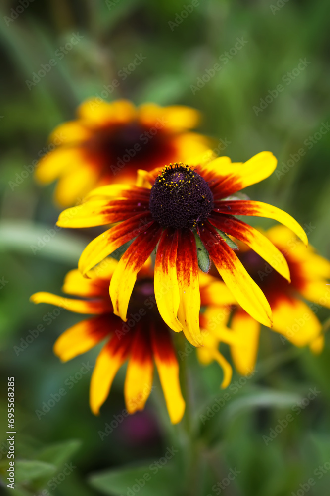 Fototapeta premium Rudbeckia hirta or Black-Eyed Susan yellow flowers. Ornamental garden plants in flowering season at summer.