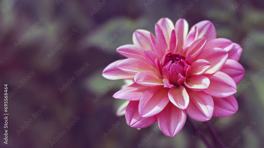 pastel pink dahlia petals macro. Floral abstract background. Close up of flower dahlia for background 