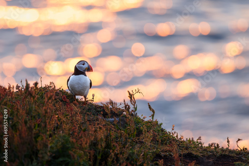 Atlantic Puffin at sunset on the coast with soft bokeh in the background photo