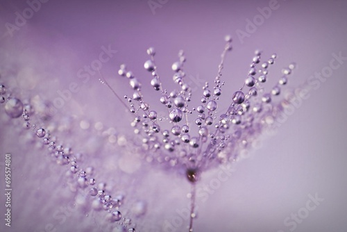 dew drops on a purple flower