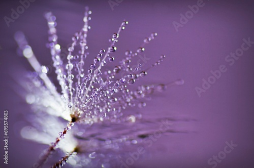 dew drops on a flower