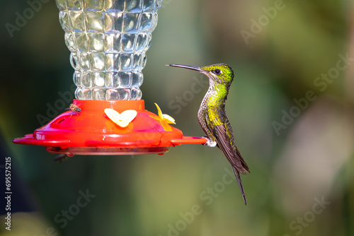 Empress brilliant (Heliodoxa imperatrix) feeding.  An impressive hummingbird of the andean cloud forest. photo