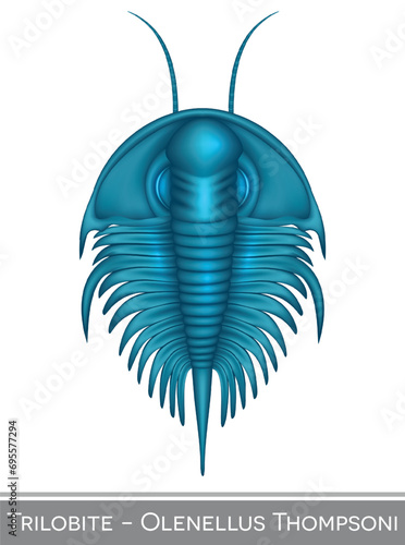 Trilobite Olenellus Thompsoni,  a Cambrian period creature.