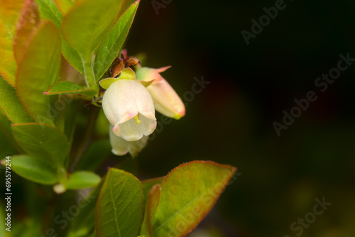 Small white flower closeup