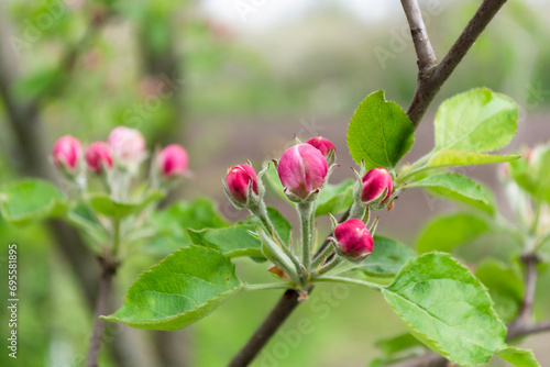 Apple blossom in spring, close-up