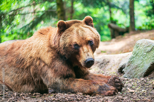 A cute brown bear lying on a ground and watching you in fir forest