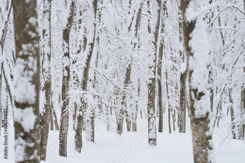 豪雪のブナの森