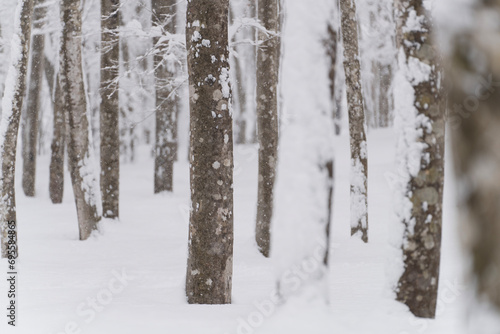 豪雪のブナの森