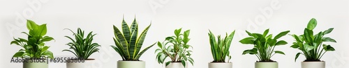 Three Different Types of House Plants Generative AI photo