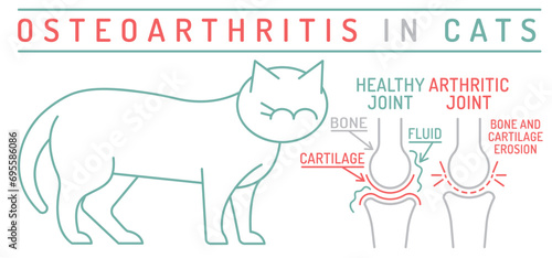 Arthritis, osteoarthritis in cats. Widespread feline disease. Common arreas affected.