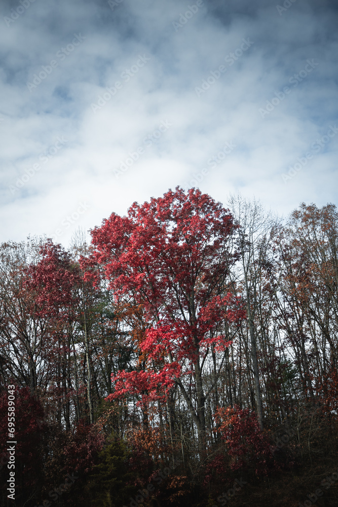 A view of the Blue Ridge Parkway during the autumn fall color changing season.