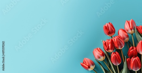 red tulips on a blue background with copy space photo