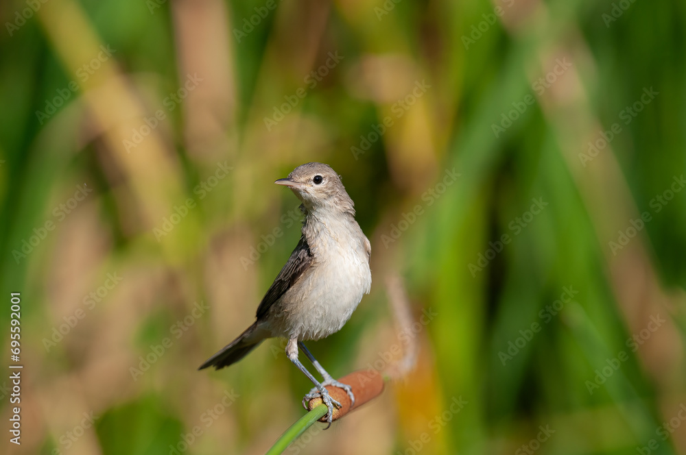 Obraz premium Eastern Olivaceous Warbler, Iduna pallida, foraging among wetland plants.