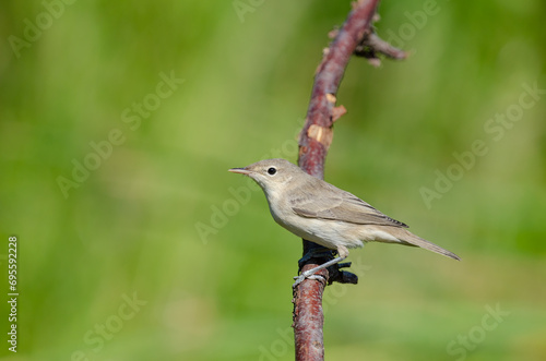 Eastern Olivaceous Warbler, Iduna pallida, foraging among wetland plants. photo