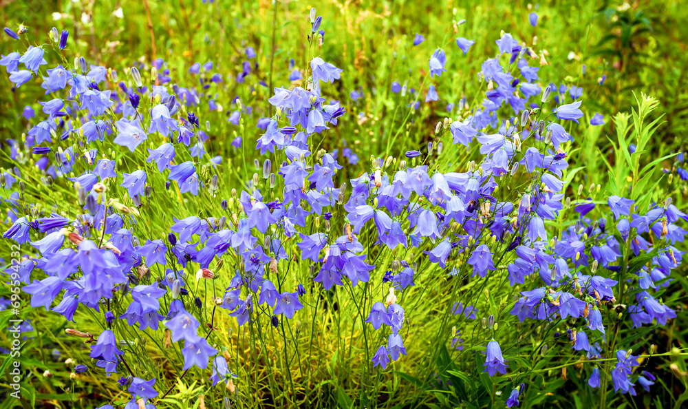 Lilac or purple bellflower flowers (Campanula) in the fresh green summer garden or meadow