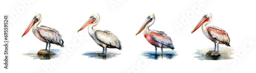 Watercolor pelican set. Vector illustration design. photo