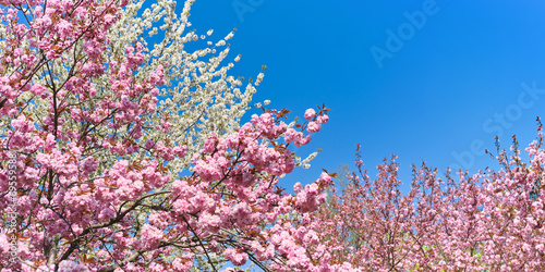 A row of trees with pink and white cherry blossom, sakura flowers.