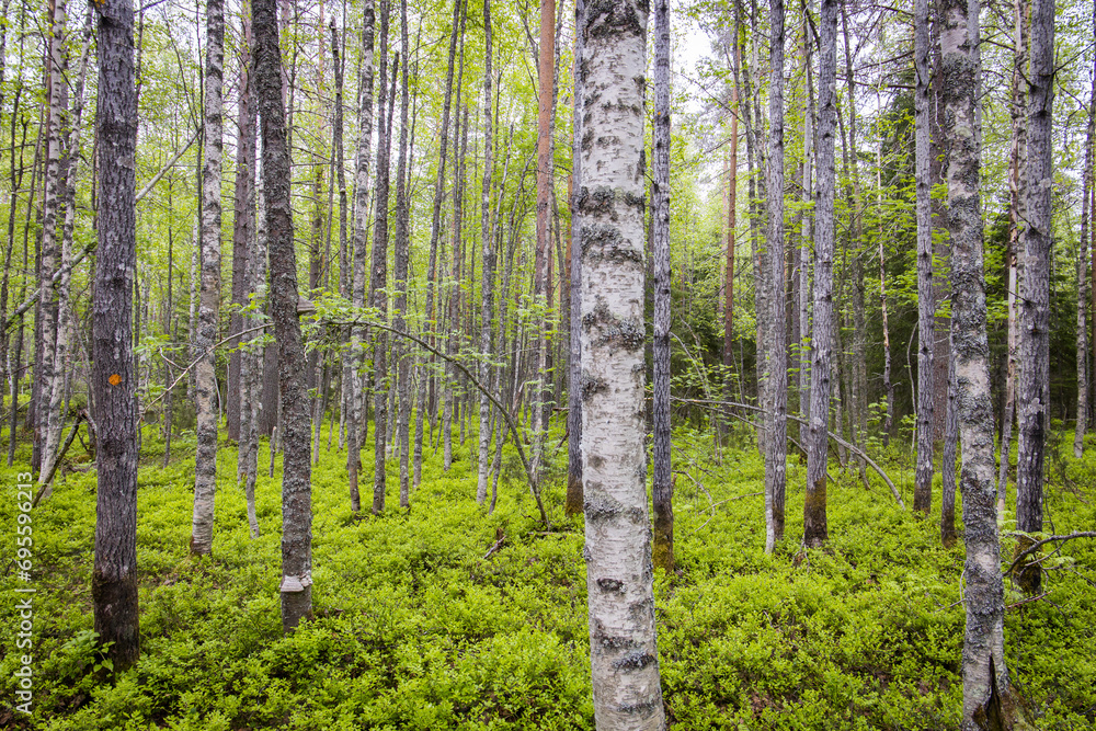 Birch forest with blueberrys on the floor in Finland