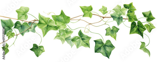 Illustration of vining English ivy leaves, transparent background (PNG)