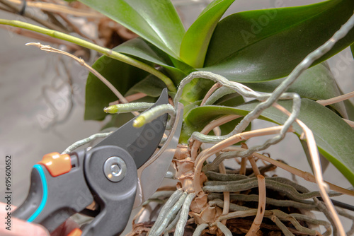 Orchideen mit einer Gartenschere zurückschneiden photo