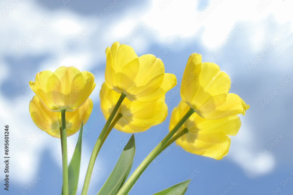 Tulip. Bouquet of spring yellow tulips. Mother's Day, Easter, Valentine's Day banner. Spring flowers. Tulip. Bouquet of spring yellow tulips. Mother's Day, Easter, Valentine's Day banner. Spring flowers.