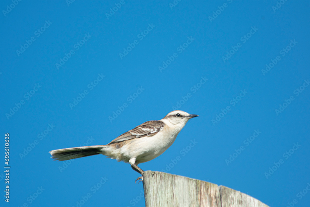 Argentinian lark perched on a wooden pole Argentinian lark perched on a wooden pole