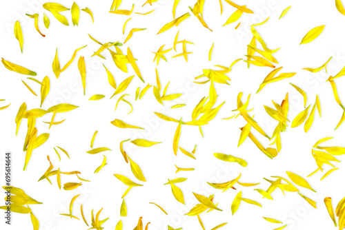  beautiful yellow daisy flower petals texture cutout on transparent background,png format