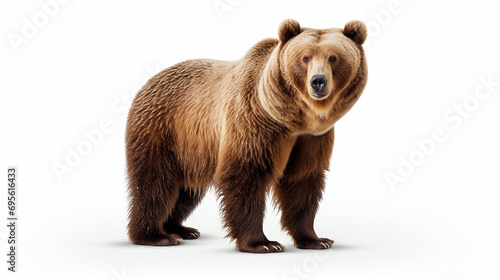  bear on a white background