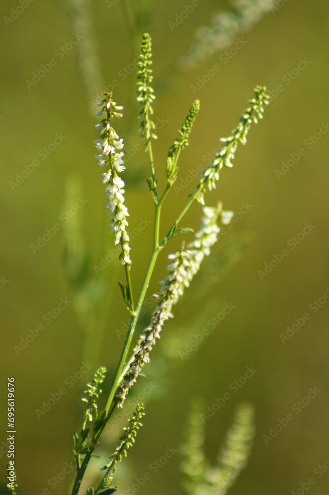 Closeup of white sweetclover inflorescence with green blurred background Closeup of white sweetclover inflorescence with green blurred background