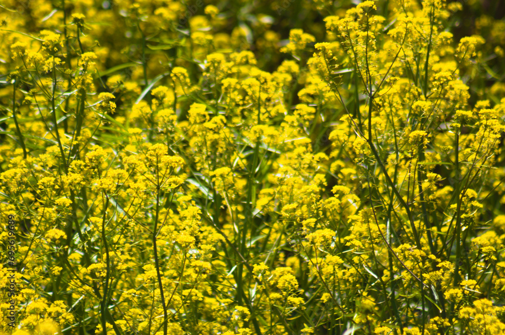 Closeup of yellow rocket in bloom with selective focus on foreground Closeup of yellow rocket in bloom with selective focus on foreground