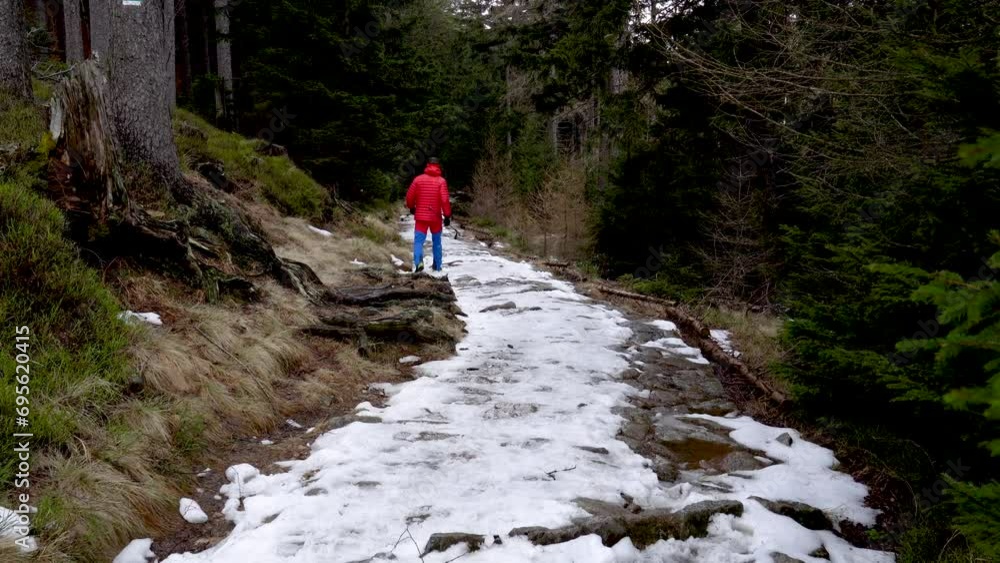 A man is walking along a snowy tourist road in the forest. Dressed in a bright red jacket, he holds walking sticks in his hands. Active recreation in winter. Karpacz, Poland A man is walking along a snowy tourist road in the forest. Dressed in a bright red jacket, he holds walking sticks in his hands. Active recreation in winter. Karpacz, Poland