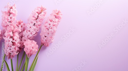 hyacinths against a flat pink background