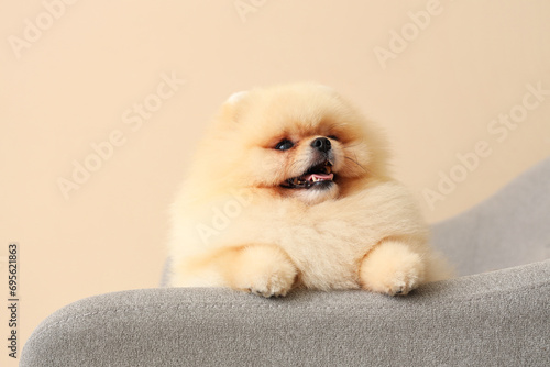 Cute Pomeranian spitz in armchair on beige background, closeup