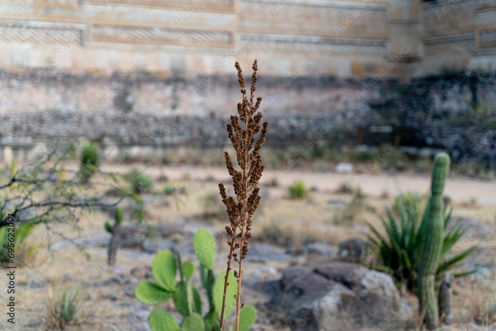 nature in the ruins of oaxaca méxico nature in the ruins of oaxaca méxico