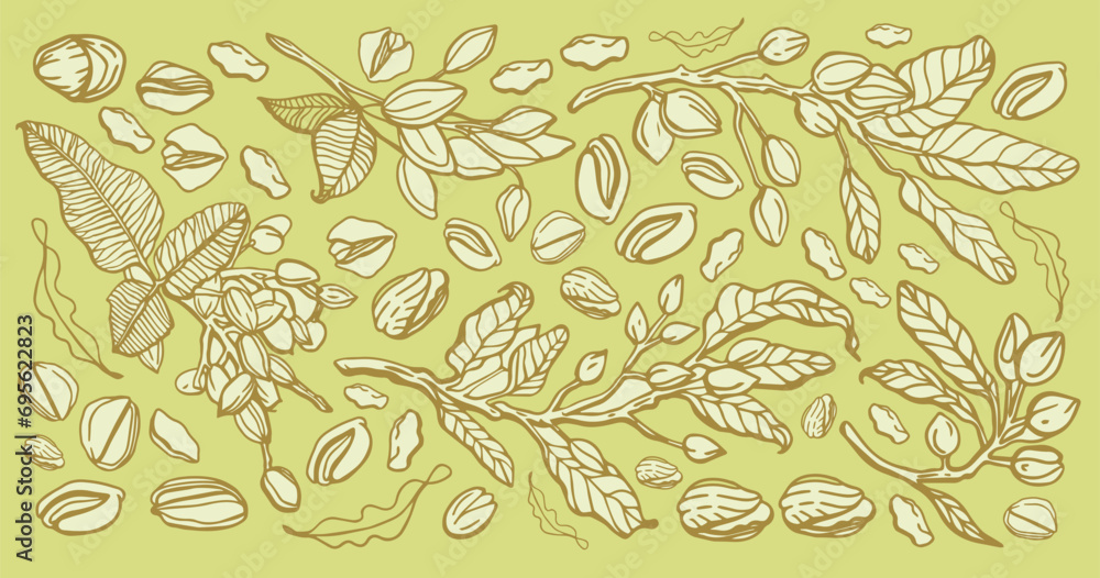 Fototapeta premium Vector hand drawn pistachio tree branch set with leaves and nuts. Botanical drawing. Vintage style. Nuts and seeds collection.