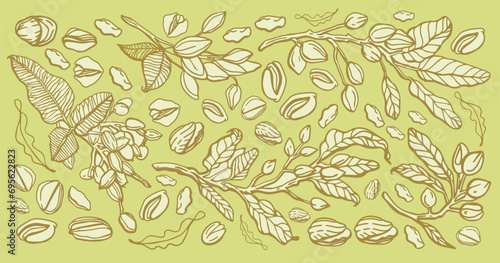 Vector hand drawn pistachio tree branch set with leaves and nuts. Botanical drawing. Vintage style. Nuts and seeds collection.
