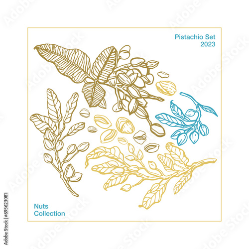 Vector hand drawn pistachio tree branch set with leaves and nuts. Botanical drawing. Vintage style. Nuts and seeds collection.