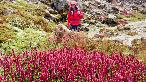 Calluna heather pink plants wind waived with Woman with backpack slow motion walking on background during Makalu Barun National Park trek in Nepal. Mountain hiking and active people concept 4K footage photo