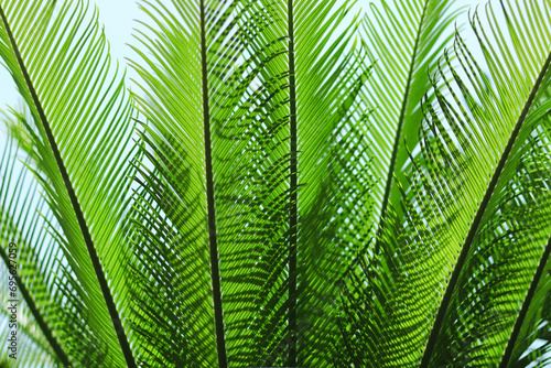 Beautiful natural green fresh leafs. Natural green background. Leaves of Cycas revoluta. Landscape plant. Leaf texture background. Spring background. Beautiful leaf texture in nature. Green leaf macro photo