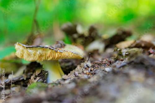 Forest mushroom. Background with selective focus and copy space