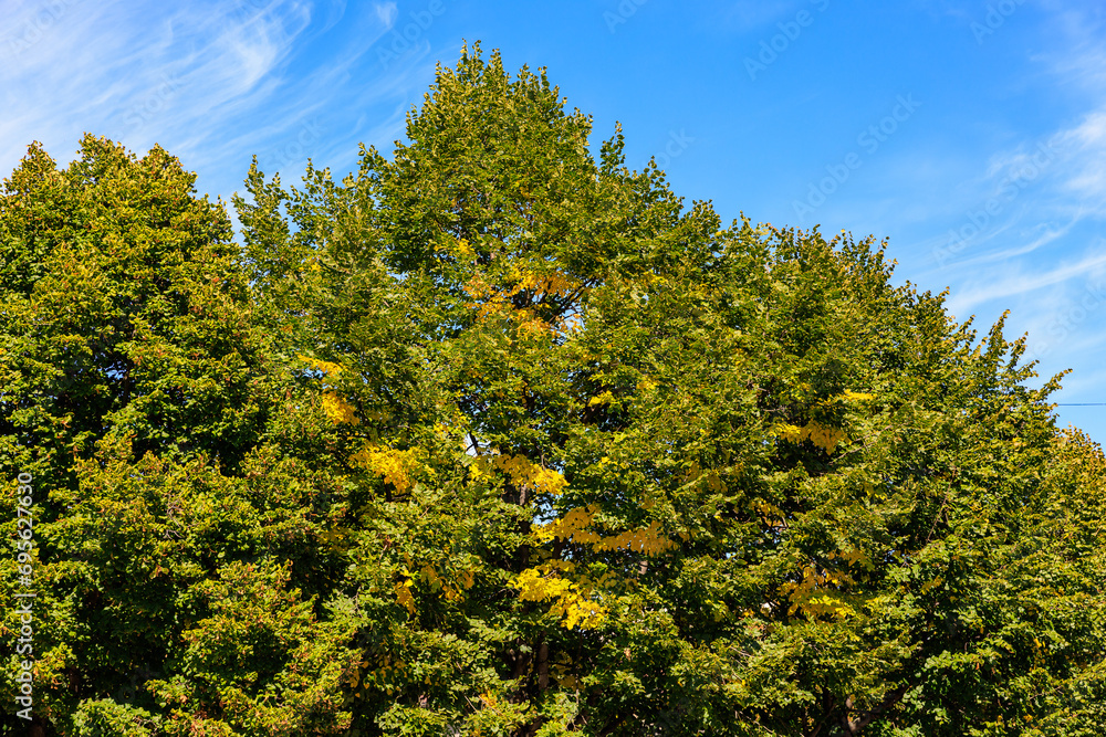 Fototapeta premium Crown of a tree with the first autumn leaves. Background with selective focus and copy space