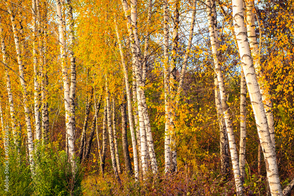 Autumn trees. Background with selective focus and copy space Autumn trees. Background with selective focus and copy space