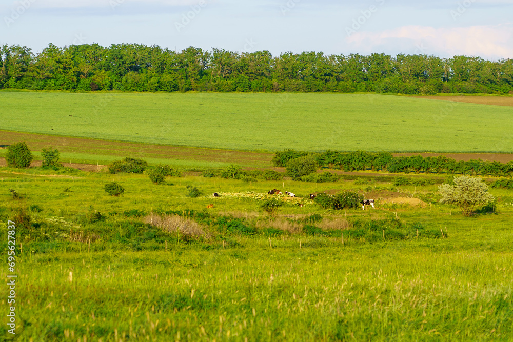 Fototapeta premium Village pasture. Background with selective focus and copy space