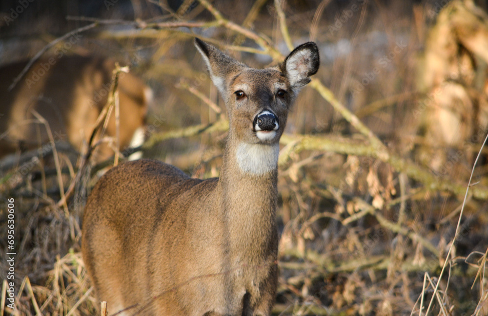 December Afternoon With Deer